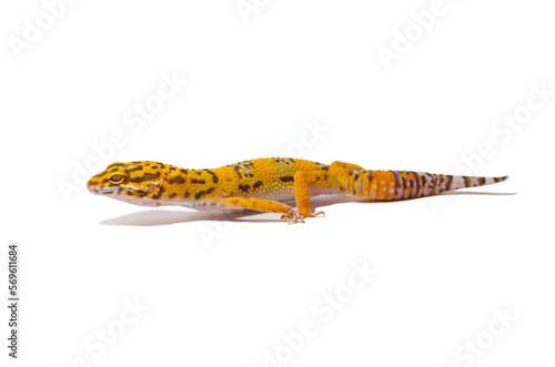 Leopard gecko white background
