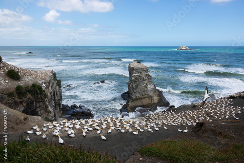 Muriwai Gannet Colony, Auckland, North Island, New Zealand, Pacific photo