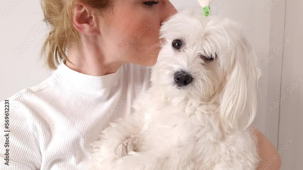 Young woman holding white maltese dog on her shoulder. Dog and his owner Young woman holding white maltese dog on her shoulder. Dog and his owner