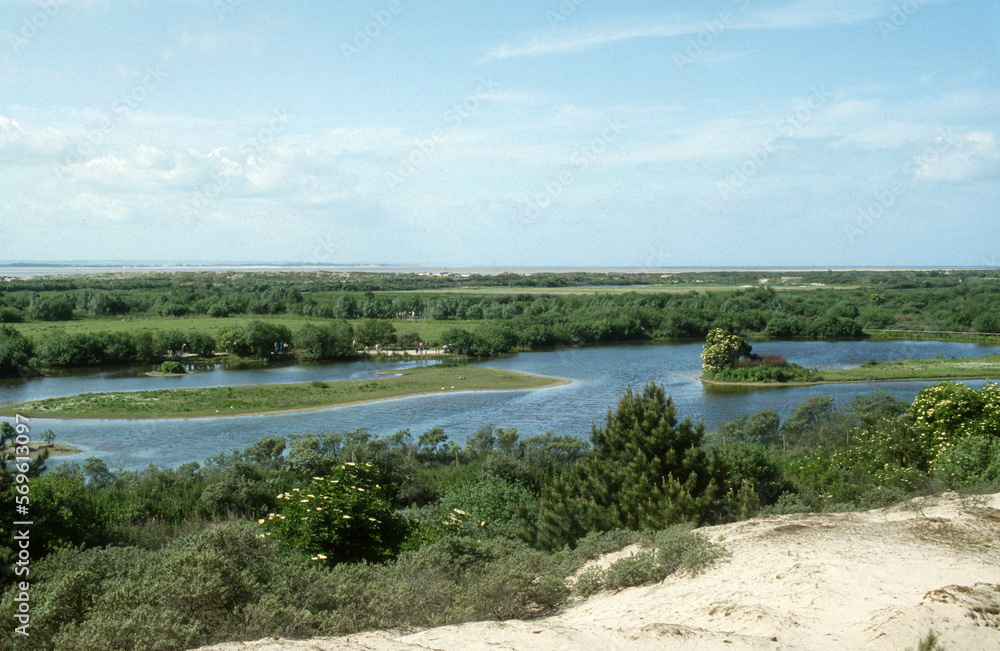 Oyat, Parc du Marquenterre, Réserve naturelle de la Baie de Somme, Picardie, Somme, 80, France Oyat, Parc du Marquenterre, Réserve naturelle de la Baie de Somme, Picardie, Somme, 80, France