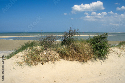 Oyat   dunes   vasi  res  Baie de Somme  80  France