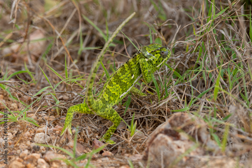 Caméléon d'Afrique, Chamaeleo gracilis, Afrique du Sud Caméléon d'Afrique, Chamaeleo gracilis, Afrique du Sud