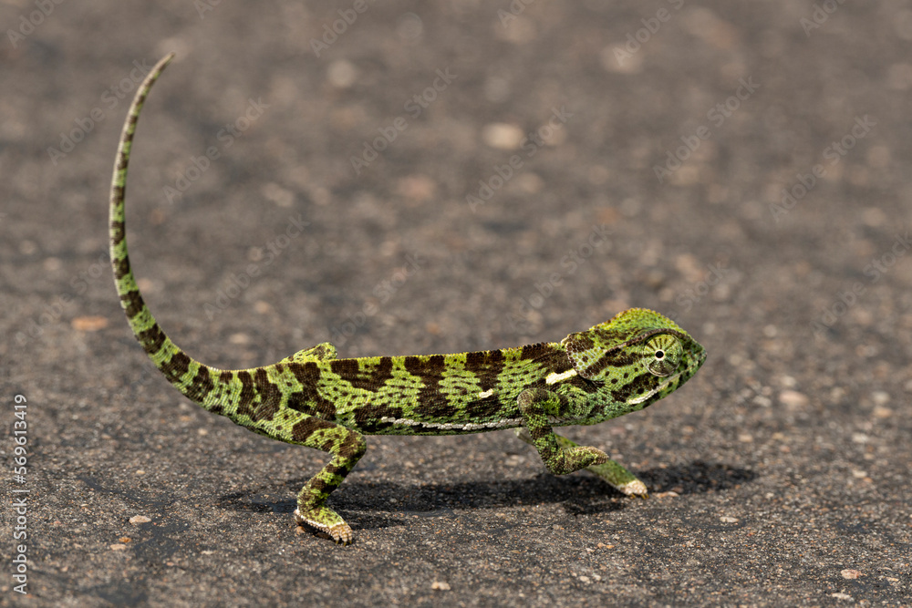 Naklejka premium Caméléon d'Afrique, Chamaeleo gracilis, Afrique du Sud