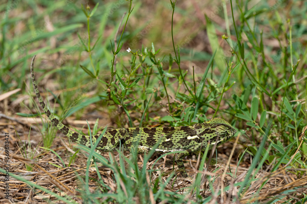 Caméléon d'Afrique, Chamaeleo gracilis, Afrique du Sud Caméléon d'Afrique, Chamaeleo gracilis, Afrique du Sud