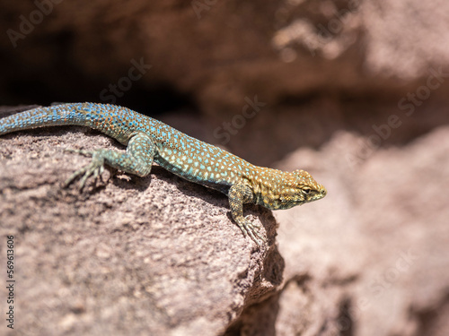 An adult common side-blotched lizard (Uta stansburiana), on the rocks in Grand Canyon National Park, Arizona, United States of America, North America photo