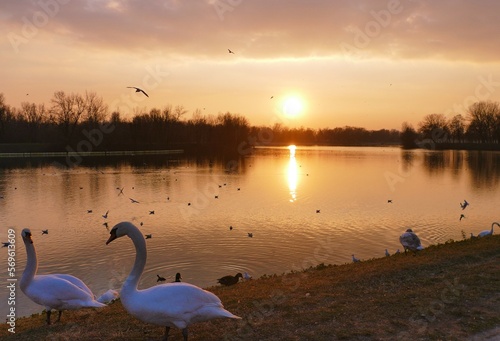 Swans in beautiful sunset by the lake
