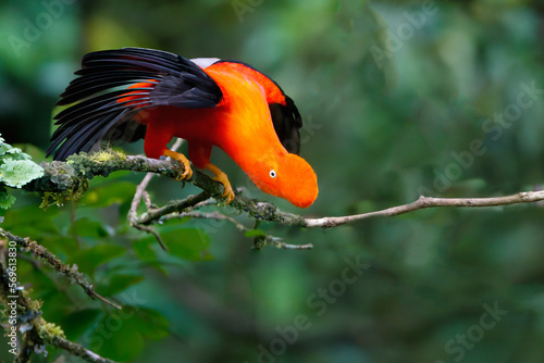 Male Andean cock-of-the-rock (Rupicola peruviana), Manu National Park cloud forest, Peruvian national bird, Peru, South America