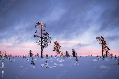 Bare trees in the snowcapped forest at sunset, Gallivare, Norrbotten County, Lapland, Sweden, Scandinavia, Europe photo