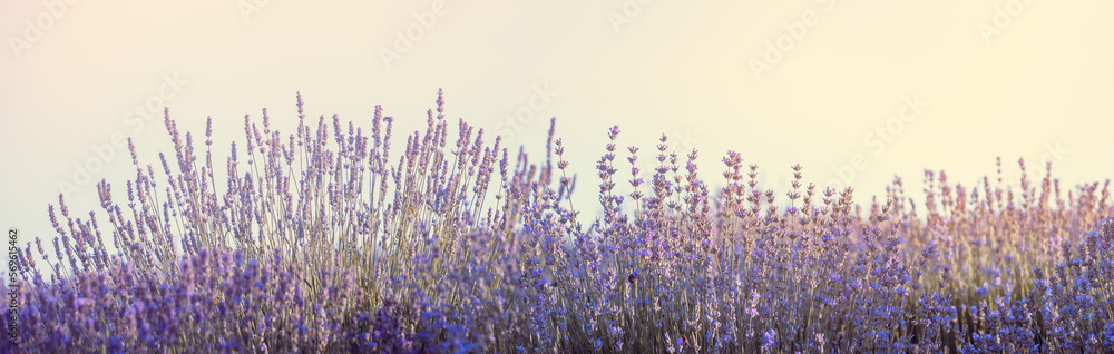 Naklejka premium Lavender flowers at sunrise in pastel colors, wide landscape for banner. Violet lavender field in Provence with place for text on the top. French lavender in the garden.