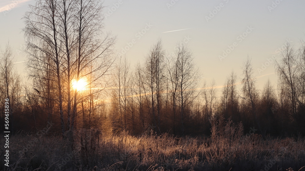 Naklejka premium Sunrise over the edge of the forest
