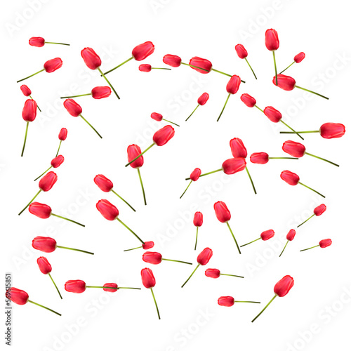 Pattern of many red tulips on a white background. The concept of the arrival of spring, Easter. Universal holiday background. Vector image