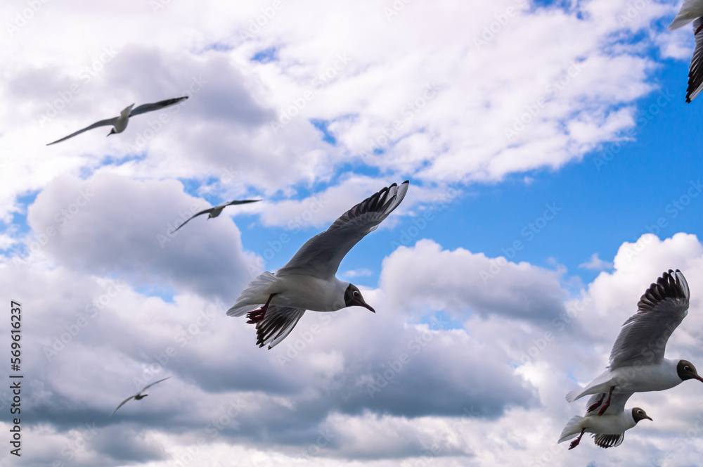 Obraz premium Seagulls fly over the surface of the water against the background of storm clouds. Seagulls hover over the river water. Waterfowl living in the city. View of the bridge over the river and the seagulls