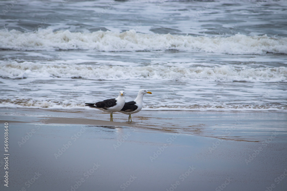 birds in the beach birds in the beach