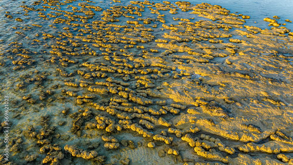 Aerial of the Hamelin Pool stromatolites, Shark Bay, UNESCO World Heritage Site, Western Australia, Australia, Pacific Aerial of the Hamelin Pool stromatolites, Shark Bay, UNESCO World Heritage Site, Western Australia, Australia, Pacific
