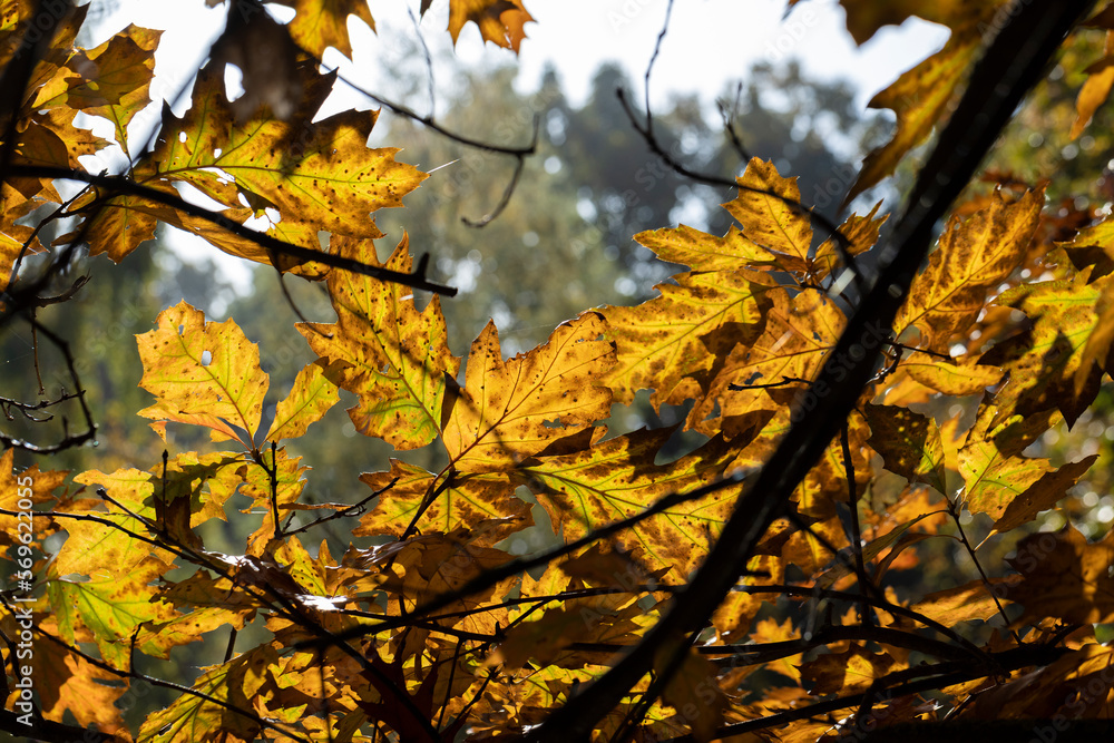 Fototapeta premium Orange dry oak foliage in the autumn season