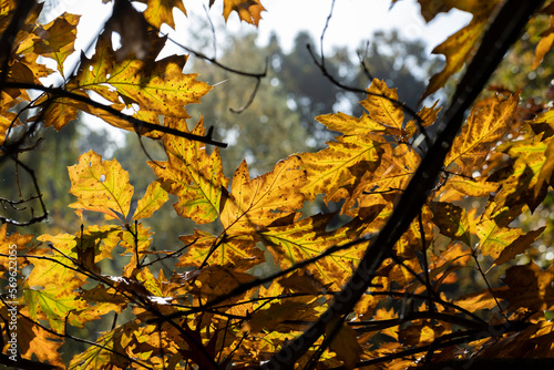 Orange dry oak foliage in the autumn season