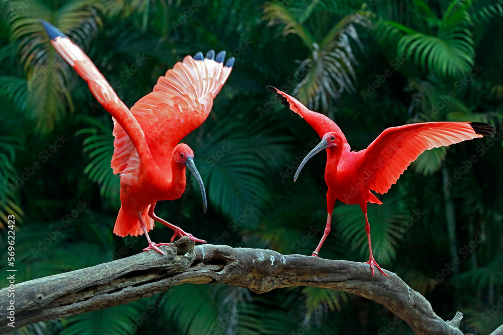 Two scarlet ibis vying for space on tree trunk. Brazil - obrazy, fototapety, plakaty 