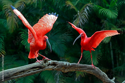 Two scarlet ibis vying for space on tree trunk. Brazil photo