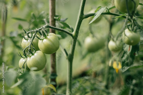 Green tomatos in greenhouse. Organic cultivation. Gardening. Tomato harvest. Ecologically clean healthy vegetables without pesticide. Organic natural products. Close-up.