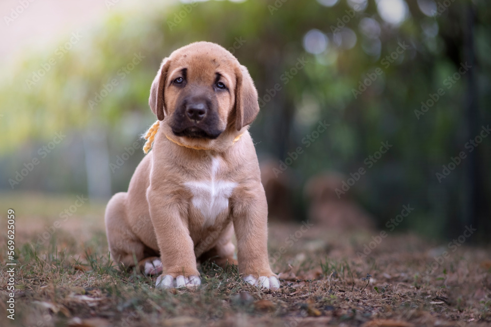 Broholmer breed puppy sitting and looking into camera, Italy, Europe Broholmer breed puppy sitting and looking into camera, Italy, Europe