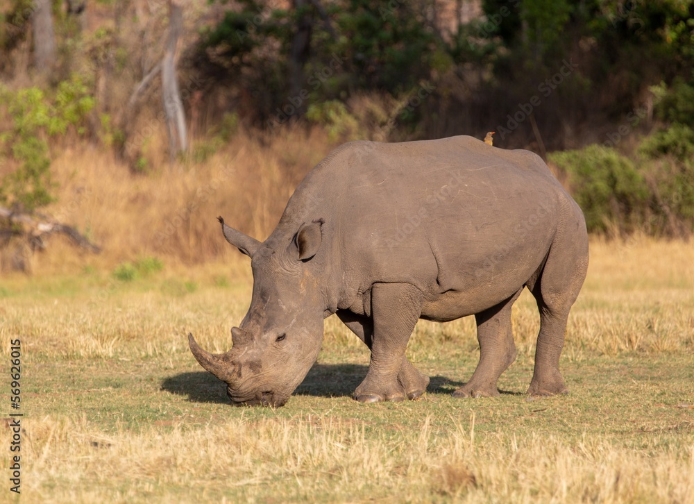 Rhinoceros, Welgevonden Game Reserve, Limpopo, South Africa, Africa Rhinoceros, Welgevonden Game Reserve, Limpopo, South Africa, Africa