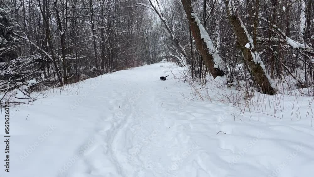 Active dog pet running winter forest in snowy day at winter season forest landscape. Little black dog runs along a winter trail in the forest. Dog playing in the snow. Active dog pet running winter forest in snowy day at winter season forest landscape. Little black dog runs along a winter trail in the forest. Dog playing in the snow.