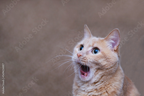 The surprised cat. The amazement of the cat. Open it's mouth in surprise. An extreme degree of surprise. Frightened cat. Be in shock. Stupor.