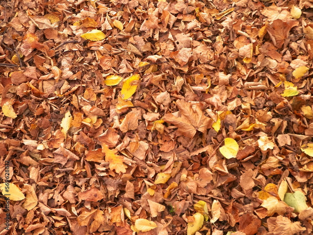 Gold autumnal leaves as nature background.