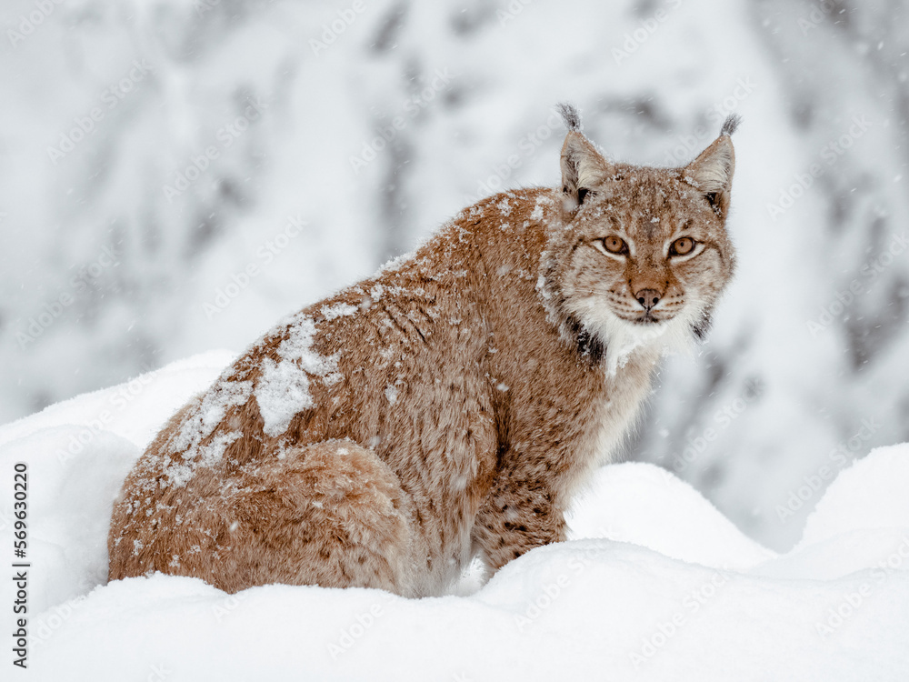 Obraz premium Lynx in the snow