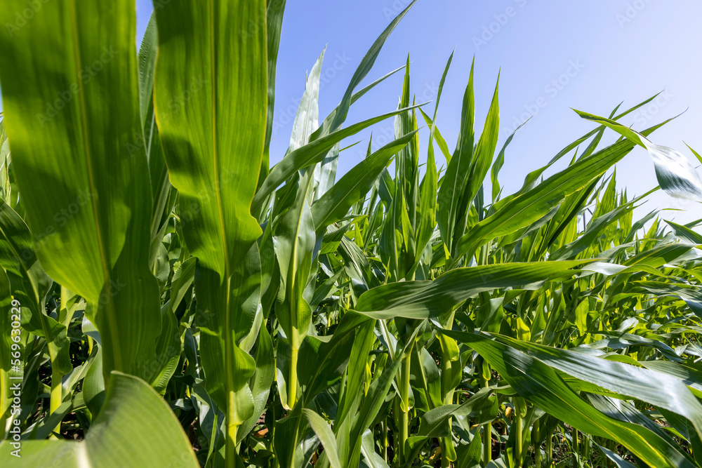 Fototapeta premium Zielone krzewy kukurydzy na polu