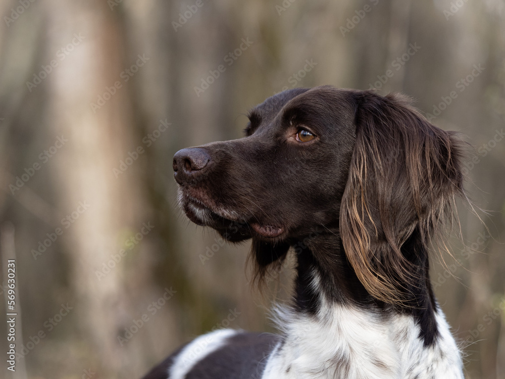 Small Munsterlander dog portrait