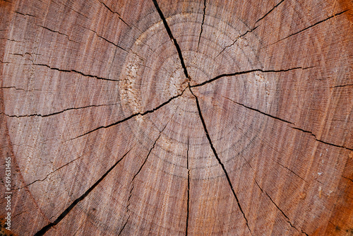 Macro photo of a dry wooden surface