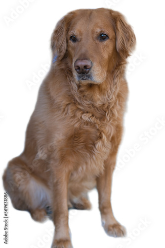 Transparent Golden retriever dog 