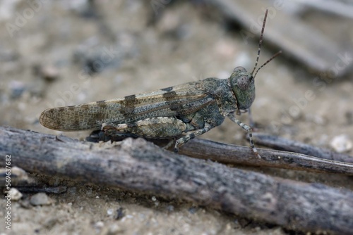 Grasshopper (Sphingonotus caerulans) on the ground