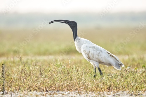 Black-Headed Ibis in wetlands of mangaljodi, Odisha or Orissa, India photo