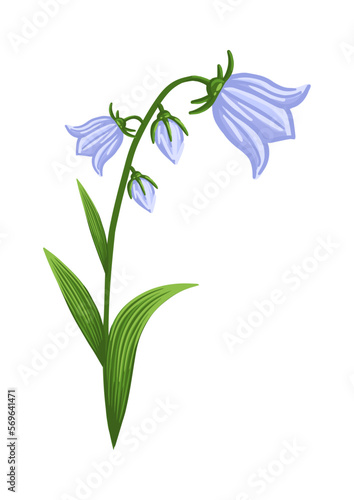 Bluebell flower. Floral design for postcard, poster, ad, decor, fabric and other uses. Vector isolated illustration of harebell flower.