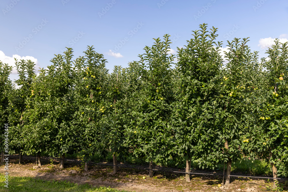 Apple orchard with a mature harvest of green apples