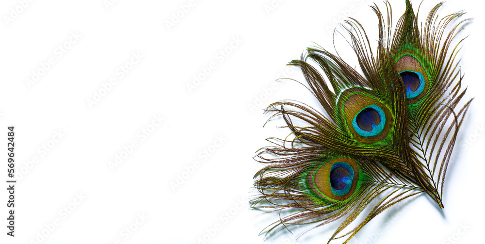 Naklejka premium Macro peacock feathers on white background,Clothing and home decoration. Peacock feather on white background.