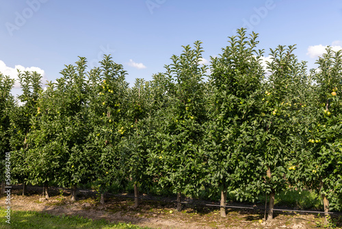 Apple orchard with a mature harvest of green apples