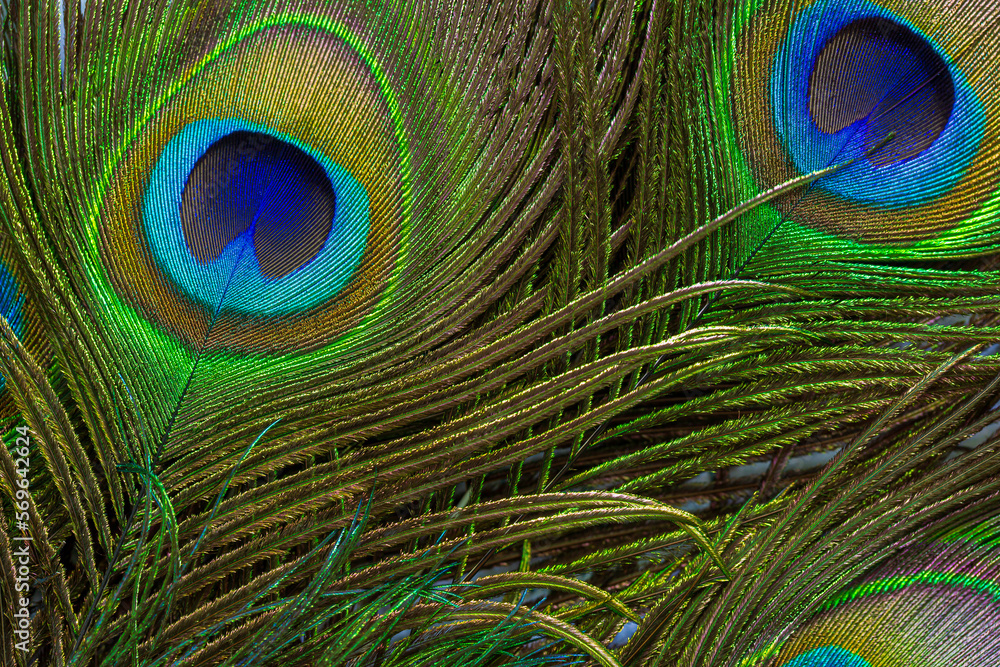 Fototapeta premium macro peacock feathers,Colorful and artistic peacock feathers, here is a macro image of an illuminated arrangement of peacock feathers.
