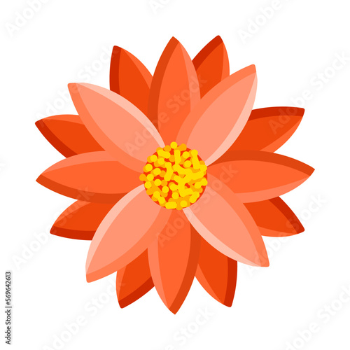 Bright flower of gerbera, chrysanthemum or daisy. Botanical vector illustration isolated on white background for postcard, poster, ad, decor, fabric and other uses.