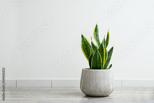 Sansevieria or snake plants in a gray ceramic flowerpot in the room on the light background, minimal modern interior with copy space photo