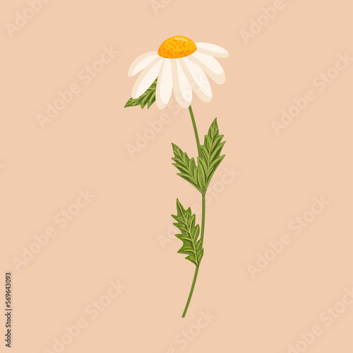Chamomile flower. Botanical vector isolated illustration for postcard, poster, ad, decor, fabric and other uses.