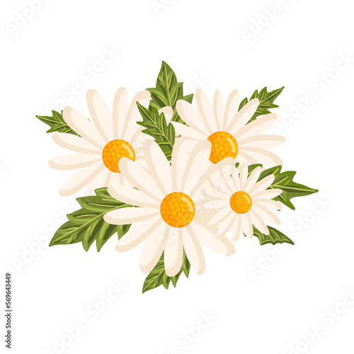 Chamomile flowers and their leaves. Botanical vector illustration isolated on white background for postcard, poster, ad, decor, fabric and other uses.