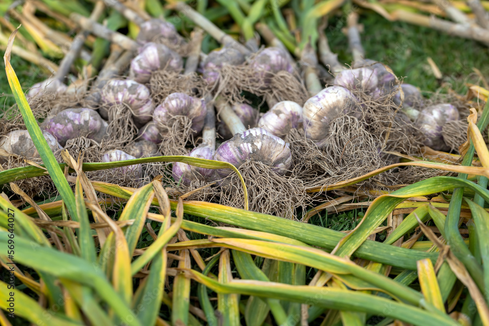 Harvested garlic on the grass while drying in the sun Harvested garlic on the grass while drying in the sun