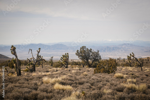 Joshua trees in desert landscape in Pahrump Nevada with ground brush and hills in background photo