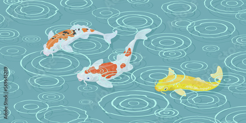 Group of three colorful Japanese koi carp swim underwater during the rain. Circles on the pond. On a blue background. Vector illustration.