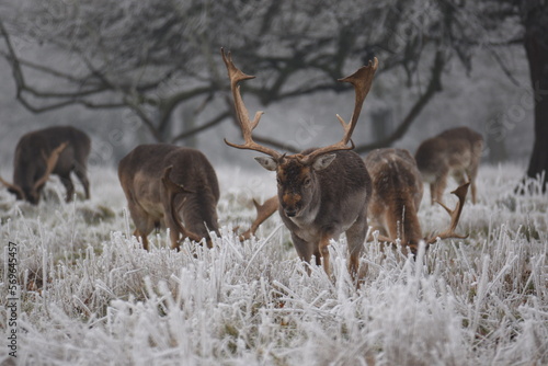 Fototapeta Naklejka Na Ścianę i Meble -  some fallow deer in a field covered in hoar frost