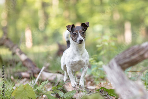 Hund, Terrier bei einem Ausflug im Wald, Sommer © Jana Weichelt