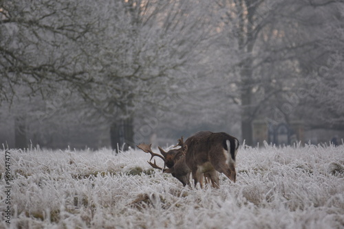 some fallow deer in a field covered in hoar frost